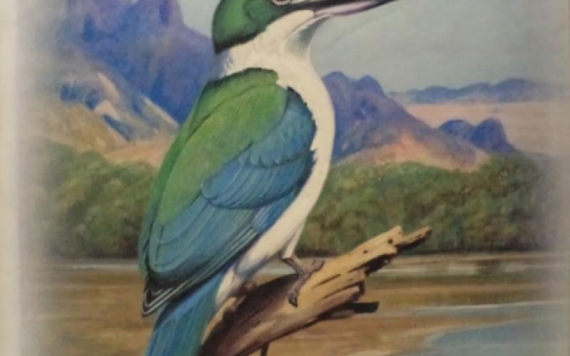 Front cover of Kingfishers of Sub-Saharan Africa by Phillip A. Clancey
