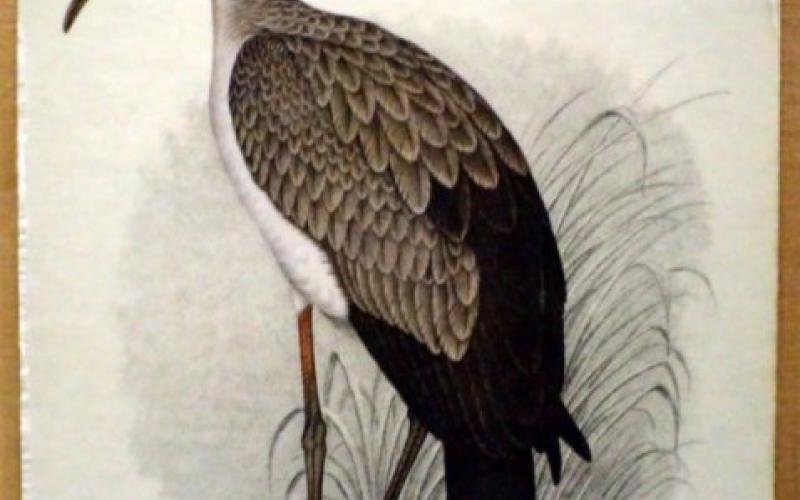 Front Cover of The Bird Paintings Of C.G. Finch-Davies by C.G. Finch-Davies
