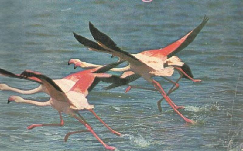 Front Cover of The Mystery of the Flamingos by Leslie Brown 