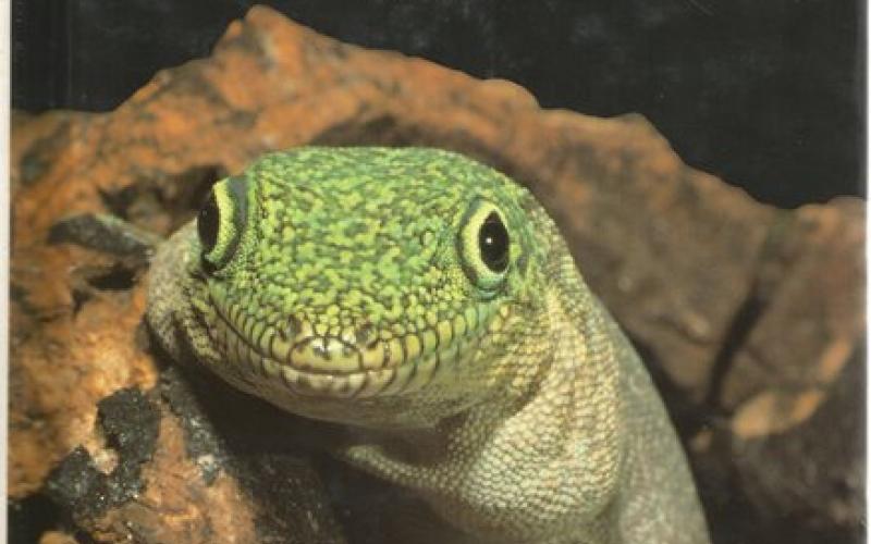 Front Cover of Keeping and Breeding Geckos by Hermann Seufer