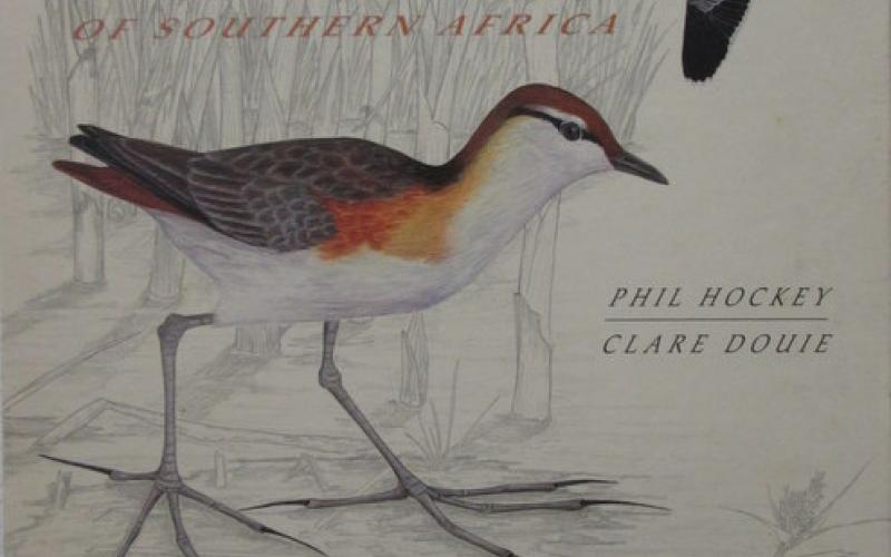 Front cover of Waders of Southern Africa by Hockey & Douie