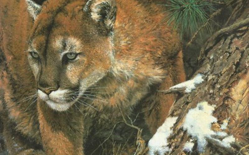 Front Cover of Wildlife Painting by Susan Rayfield