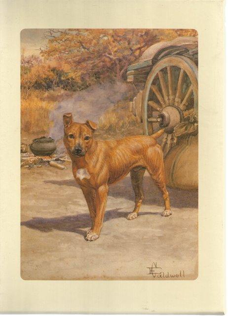 Front cover of Jock of the Bushveld by Sir Percy FitzPatrick